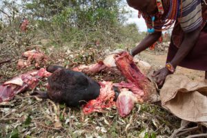 Marcy Mendelson, The Samburu Story | Rendille, a Samburu grandmother, butchers meat in preparation for the great feast. Every part of the cow is used, shared and no family goes hungry at the Lmuget, graduation ceremony of the moran. Outside Kisima village, Samburu, Kenya.