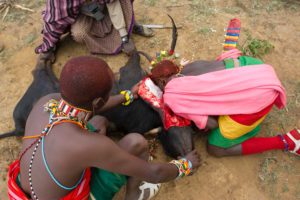 Marcy Mendelson, The Samburu Story | A moran drinks blood directly from the throat of a still-kicking cow during the Lmuget ceremony. Women are not permitted to be present during this portion of the graduation.