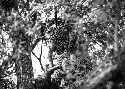 Mara Leopard 1