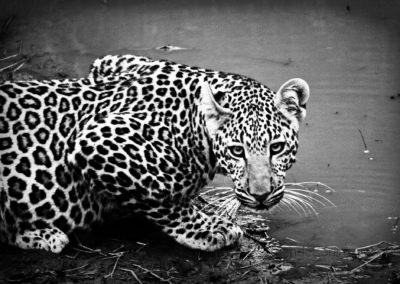 Mara leopard 2