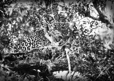 Mara leopard 3